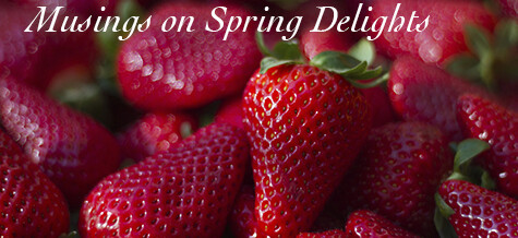 Musings on Spring Delights!